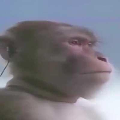 muca apreciando uma bela obra musical contemporânea