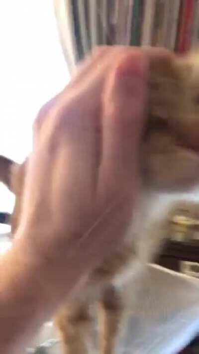 Waking Simba from his nap [sound on for cat activation!]