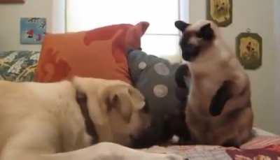 Boxing Kitty Beats On Dog