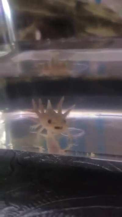 Hershey the little Axolotl loves to sing!