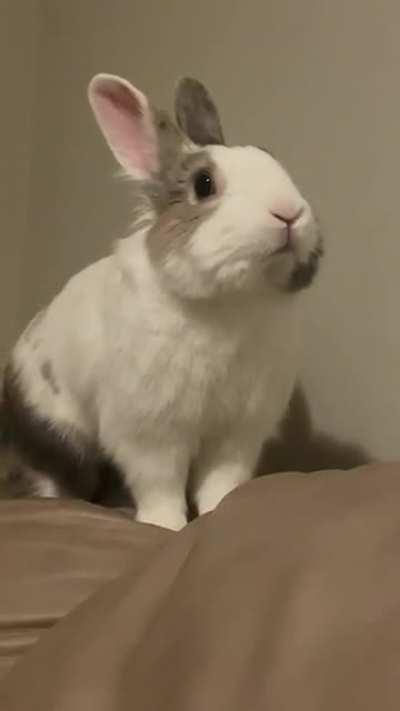 My little nose wiggler *extreme cuteness warning*