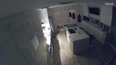 Received a movement notification on Nest to find this….