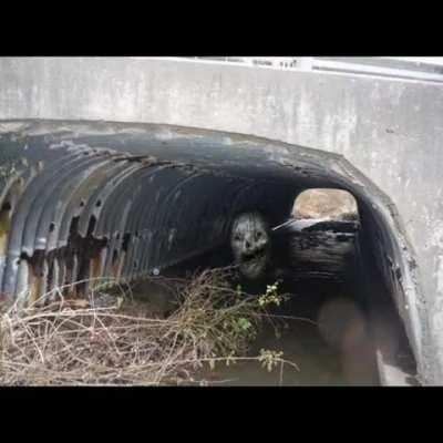 the government is trying to conceal the truth 