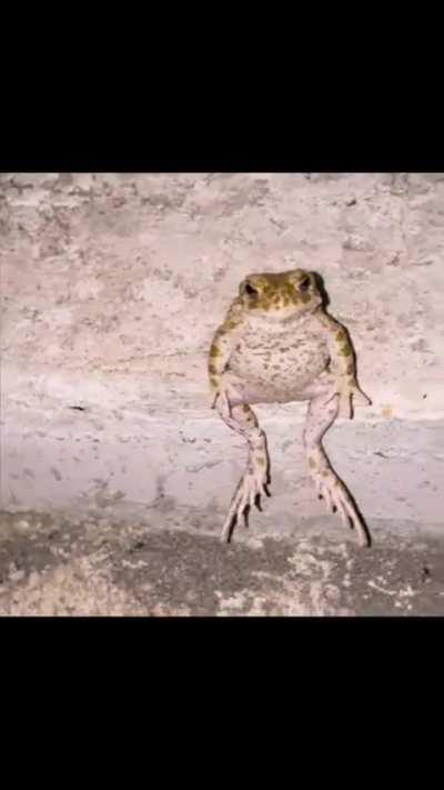 PedroDBR - Video #2924