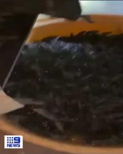 Homemade mouse trap to help combat the mice plague in Australia