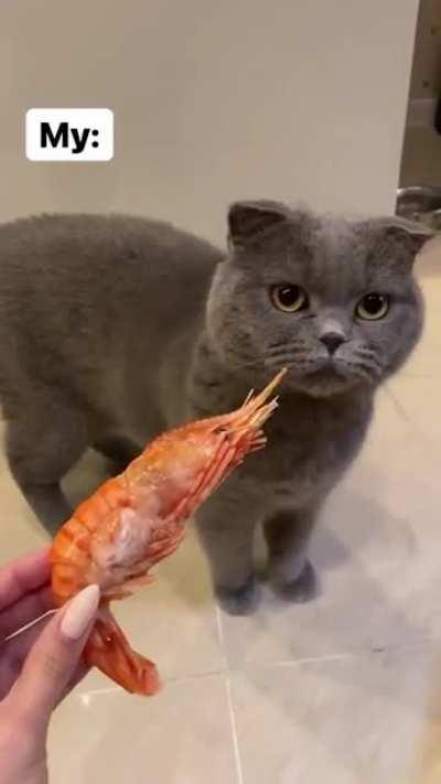 To feed a cat shrimp