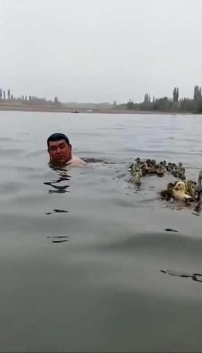 Swimming with a flock of ducks