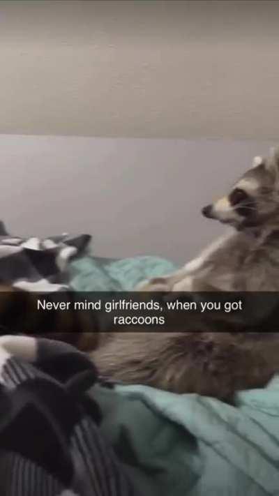 New animal arriving home today 