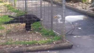 Весёлые птички