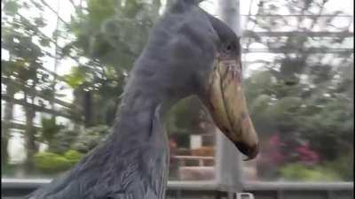 Shoebill Stork clattering it’s beak