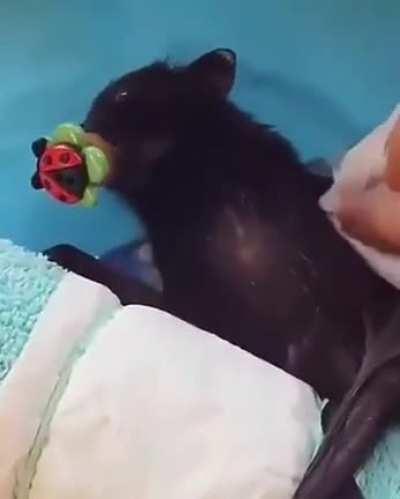 Just in case you're having a bad day, here's a baby bat being cleaned.