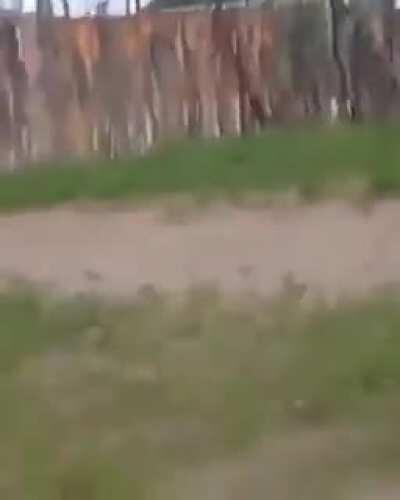 Mess with the ostrich and you’ll get the stomps