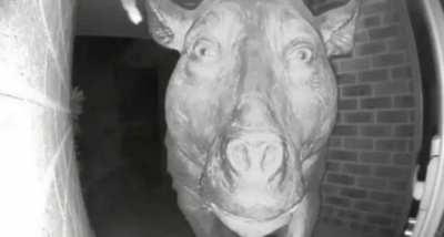 If you&rsquo;re wondering the photo is a daeodon