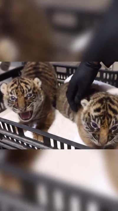 Spicy kittens at Nashwille Zoo