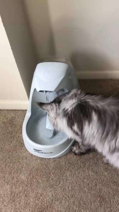 Anyone else’s Maine Coon do this? I don’t get it hahaha