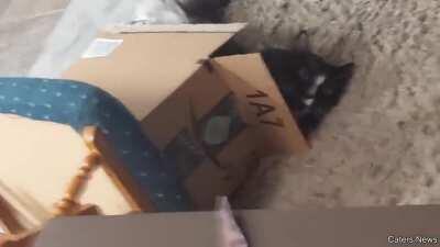 Cat gives up on life after falling