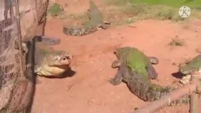 gostinho de frango nick: BigodudoDaPM