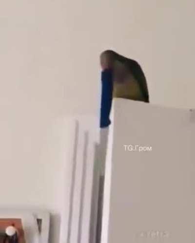 Parrot!? No worries no more!