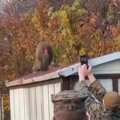 monkeys also have dignity