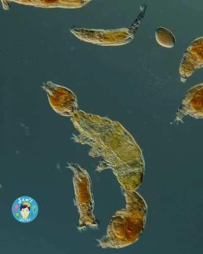 A predatory Milnesium tardigrade beginning to suck out a rotifer's body fluids
