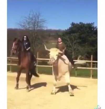 A good horse trainer can get the horse to do anything. A great horse trainer can get the horse to want to do it. A god can get a cow to be a horse. 