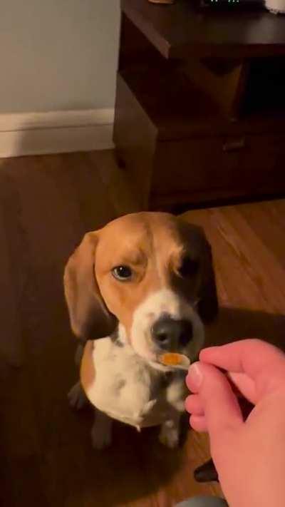 beagles can have a little caviar as a treat