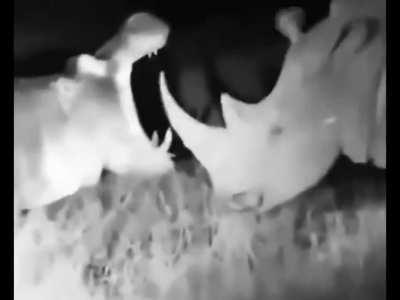Hippo wake Rhino at night and using itâs horn as a teeth picker