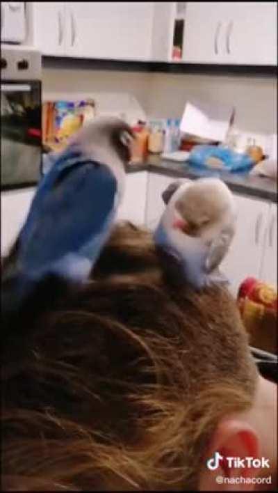 The dance of their people