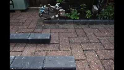 There's a snake in my garden...