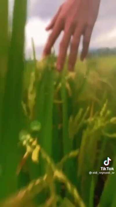 Dope quality. Looks like he was playing with the phone. But....