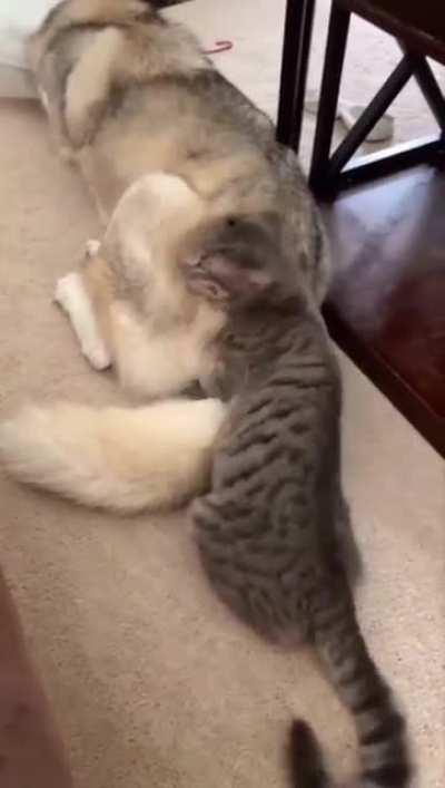 I love fluffy butts!