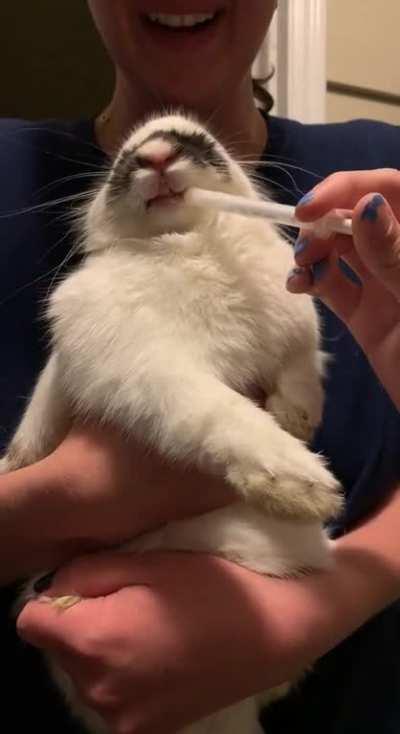 clover really doesnât want to take her fart medicine