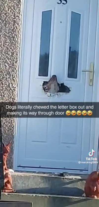 To keep the dog indoors.