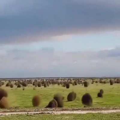 Our tumbleweed people need us!