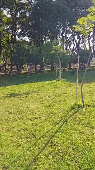 Mosquitos en el Parque Chacabuco hoy