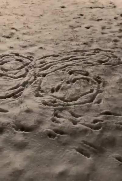 The dogs in on the action too!