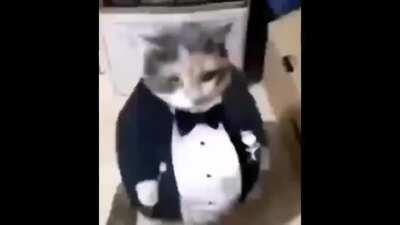 Acabo de crear al gato gordo corte empresario