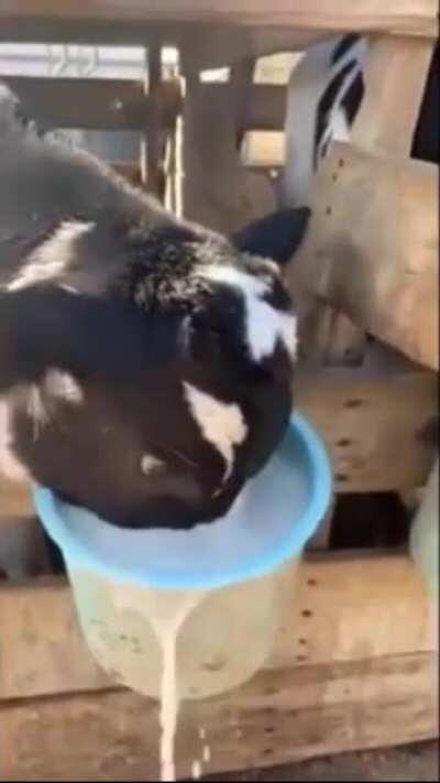 DBS take your time don't put your head in the milk!