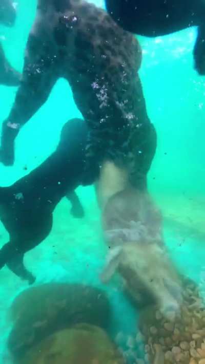 The most aquatic big cat: jaguar cubs at the Jaguar Conservation Fund attempting to feed on the carcass of a pig in deep water as part of an environmental enrichment activity.