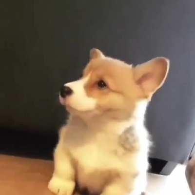 Maybe this is the first time you've heard a Corgi howl like a Husky