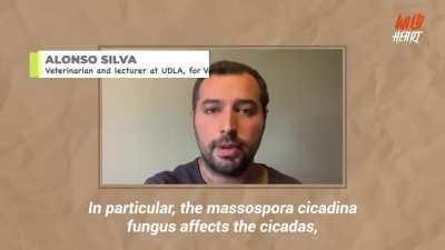 Zombie bugs, that are controlled by special kind of fungus