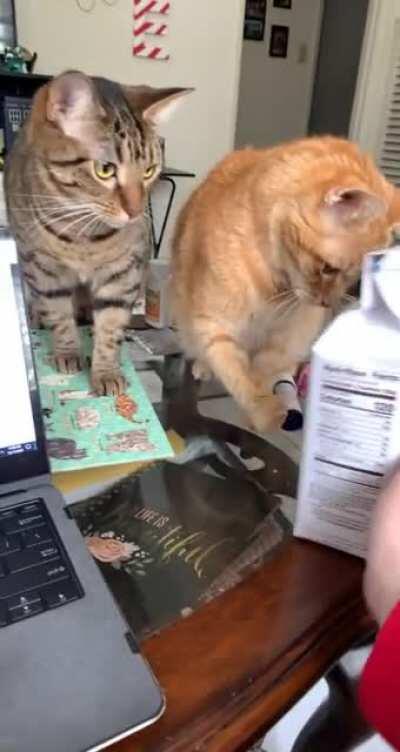 No, mother, they belong over THERE