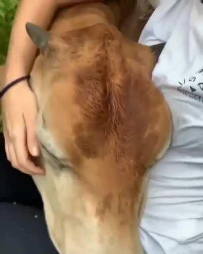 Peaceful lap cow
