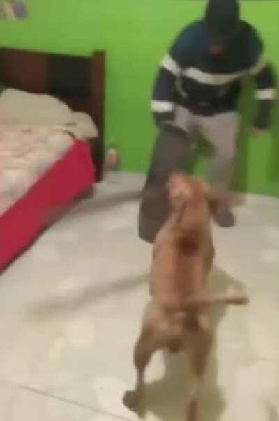 WC-possibly-GW teaching your dog to use a machete...?