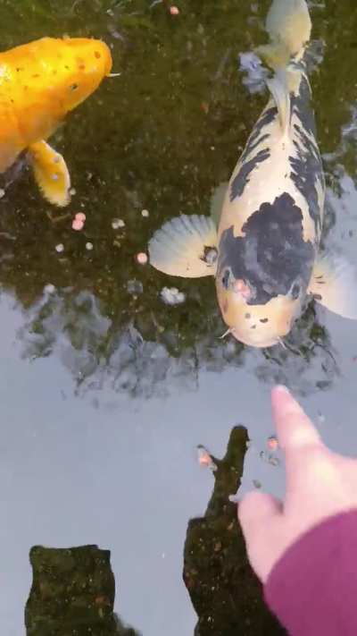 First boop of the day