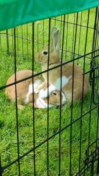 Spud doesn't like her paws getting damp on the grass so she uses Bundy as a footstool