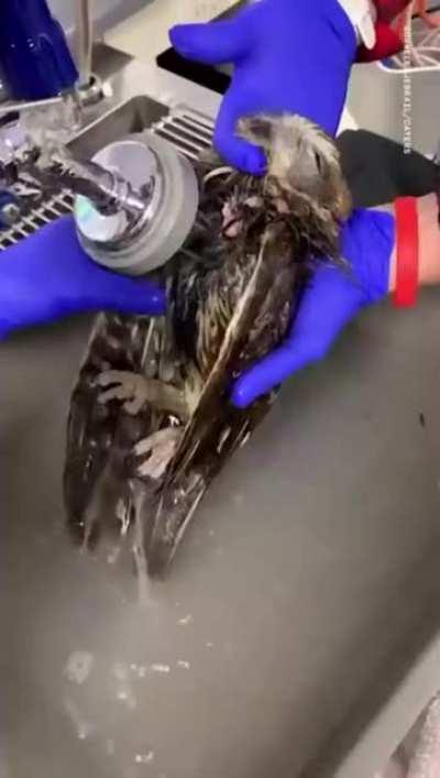 Baby owl is rescued and has his first bath