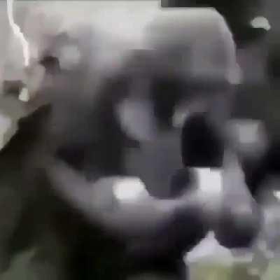 Vídeo inédito do mucalol