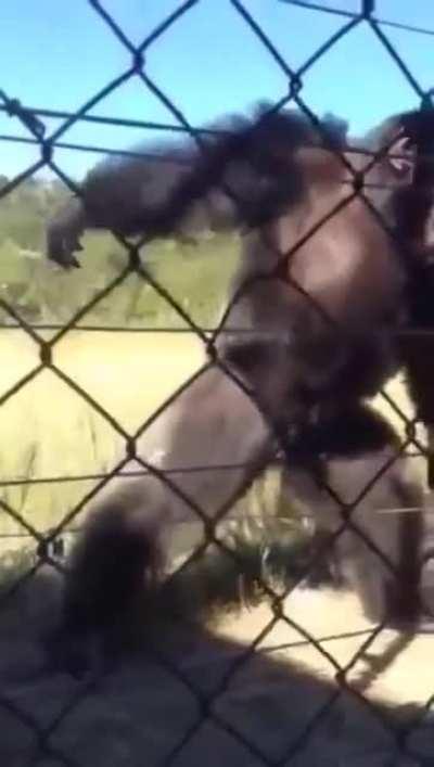 oo oo monke dance time