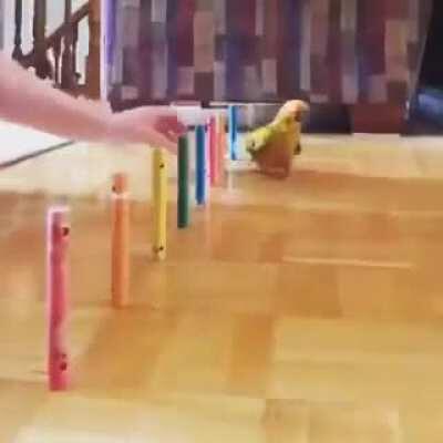 to make a parrot run slalom.